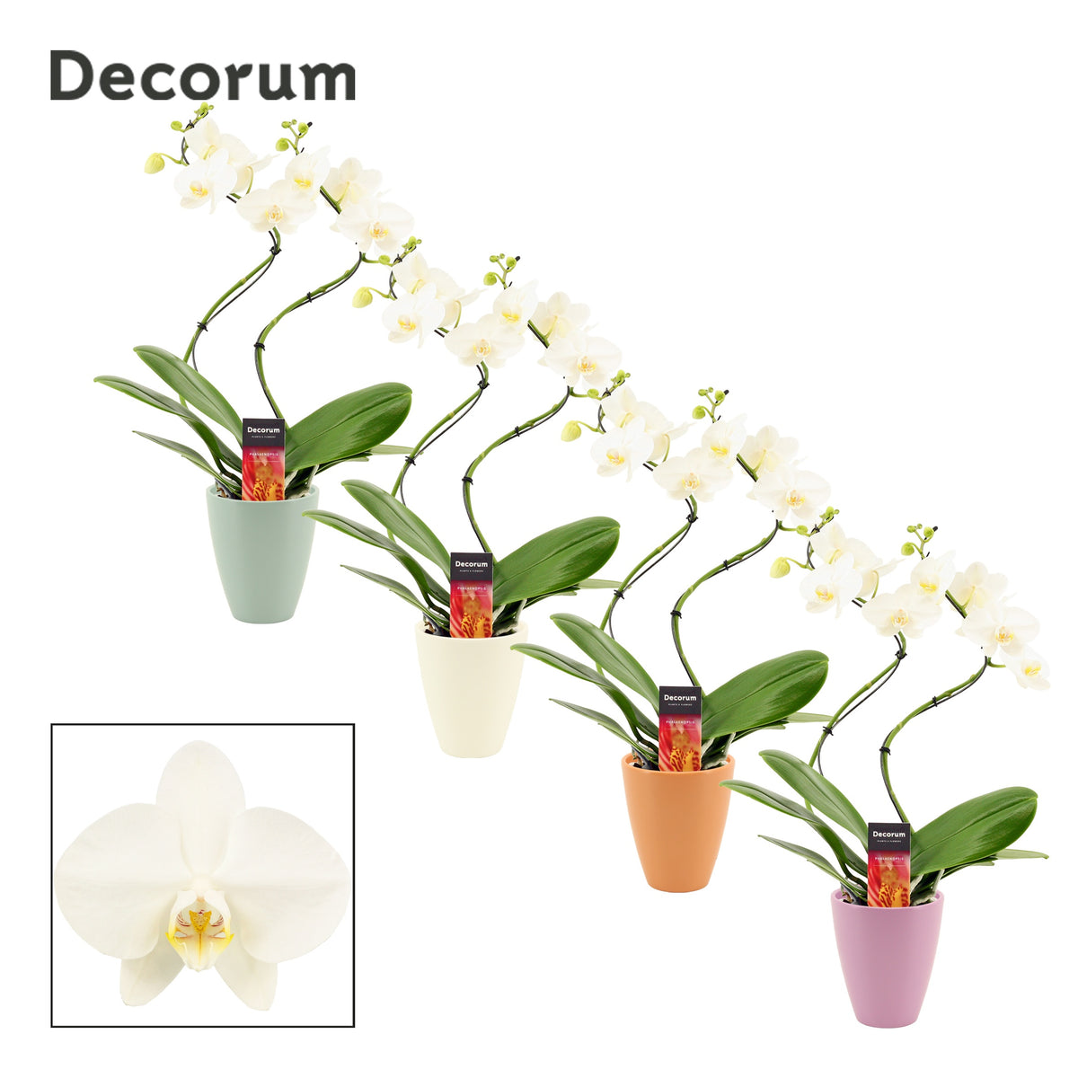 Phalaenopsis white 50cm 12cm Pot