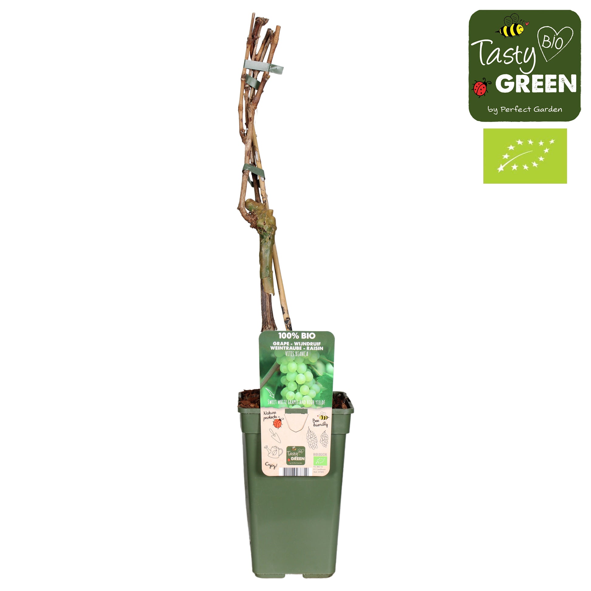 vitis-vinifera-bianca-50cm-19cm-pot