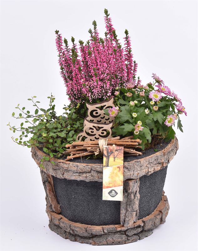 Outdoor arrangement 23cm Pot
