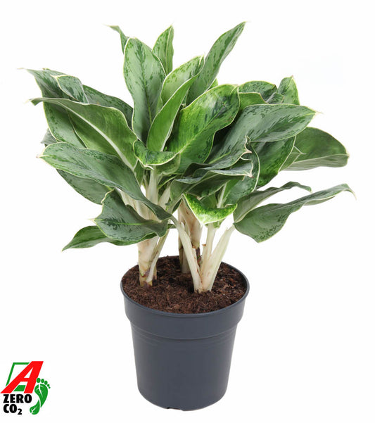 Aglaonema Hybrid 60cm 24cm Pot