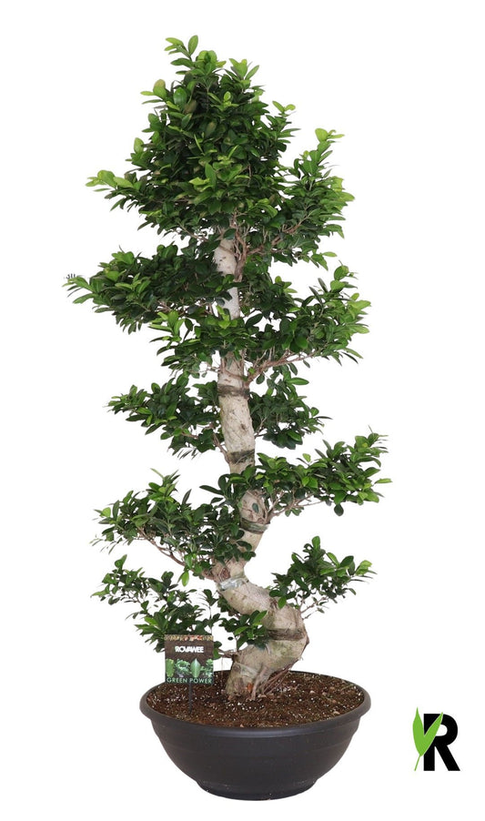 Ficus Ginseng 180cm 60cm Pot