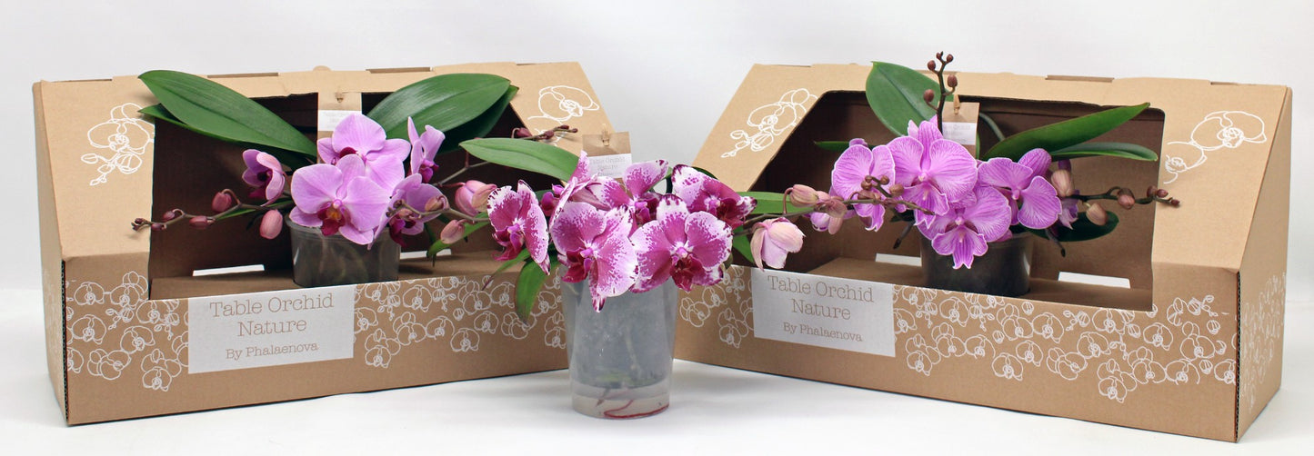 Phalaenopsis pink 35cm 12cm Pot