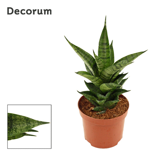Sansevieria 20cm 9cm Pot