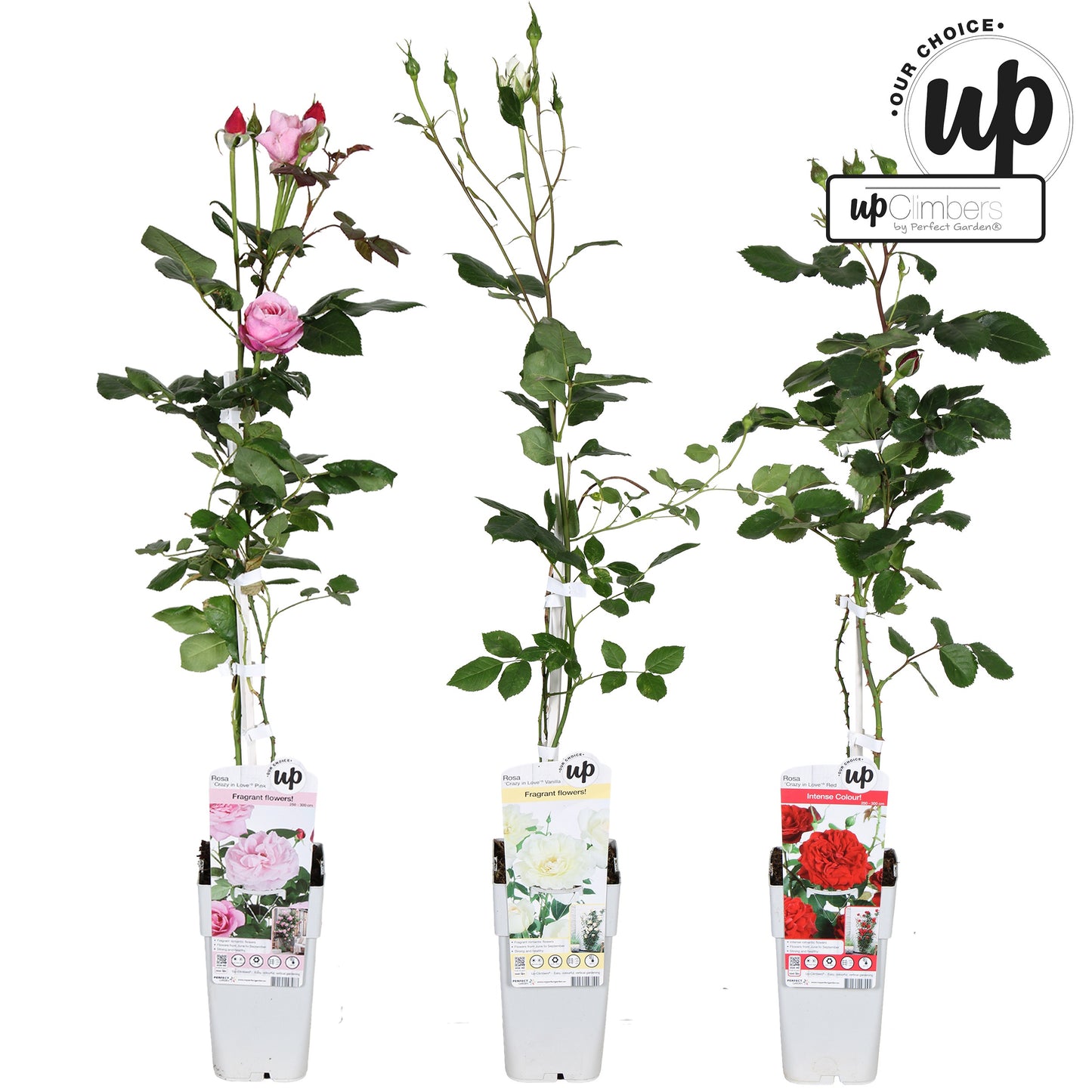 Roses mix 65cm 15cm Pot