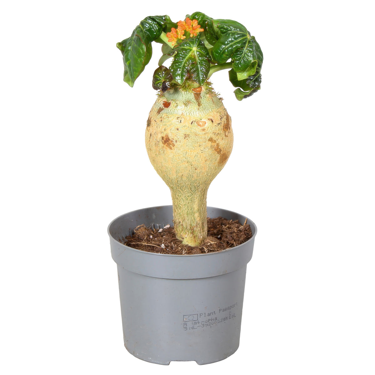 Jatropha podagrica 25cm 13cm Pot
