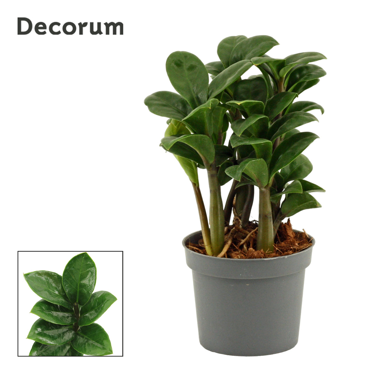 Zamioculcas Zenzi 20cm 9cm Pot