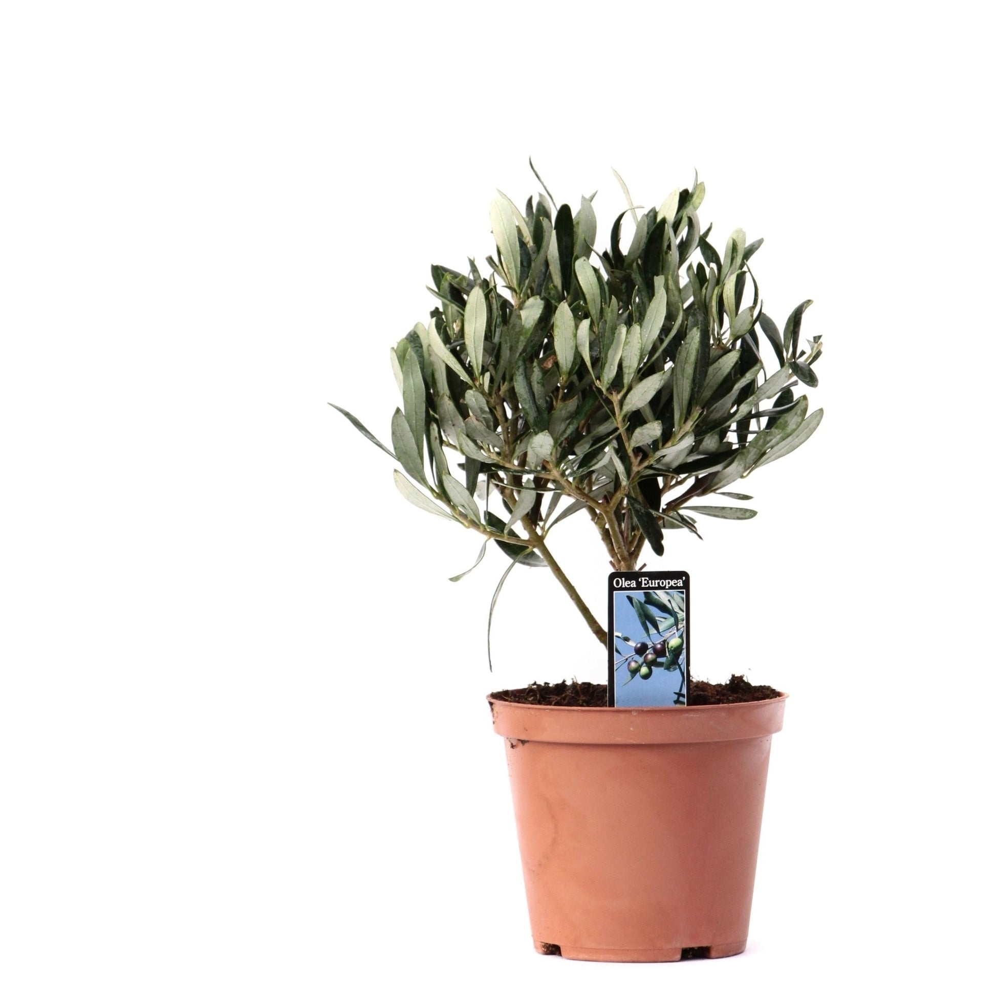Jongerling, Kwekerij Olea europaea Pack of 9