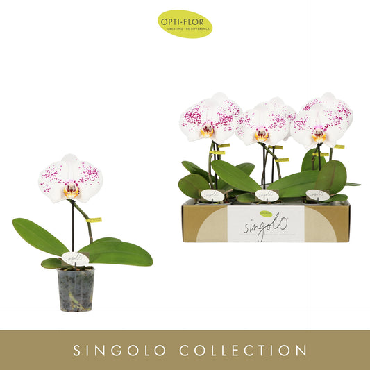 Phalaenopsis Hybrid 40cm 9cm Pot