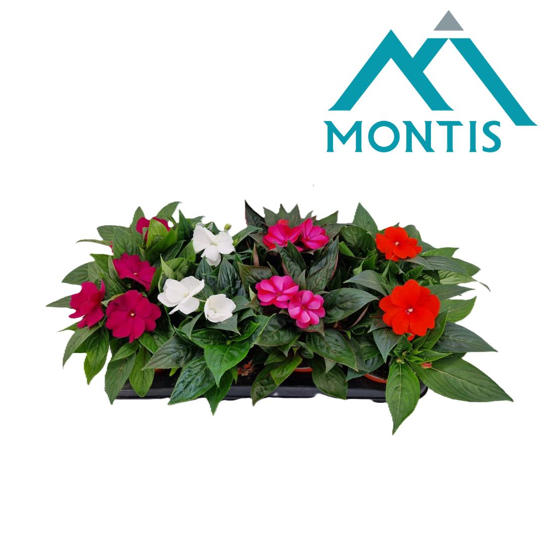 Impatiens New Guinea mix 25cm 13cm Pot