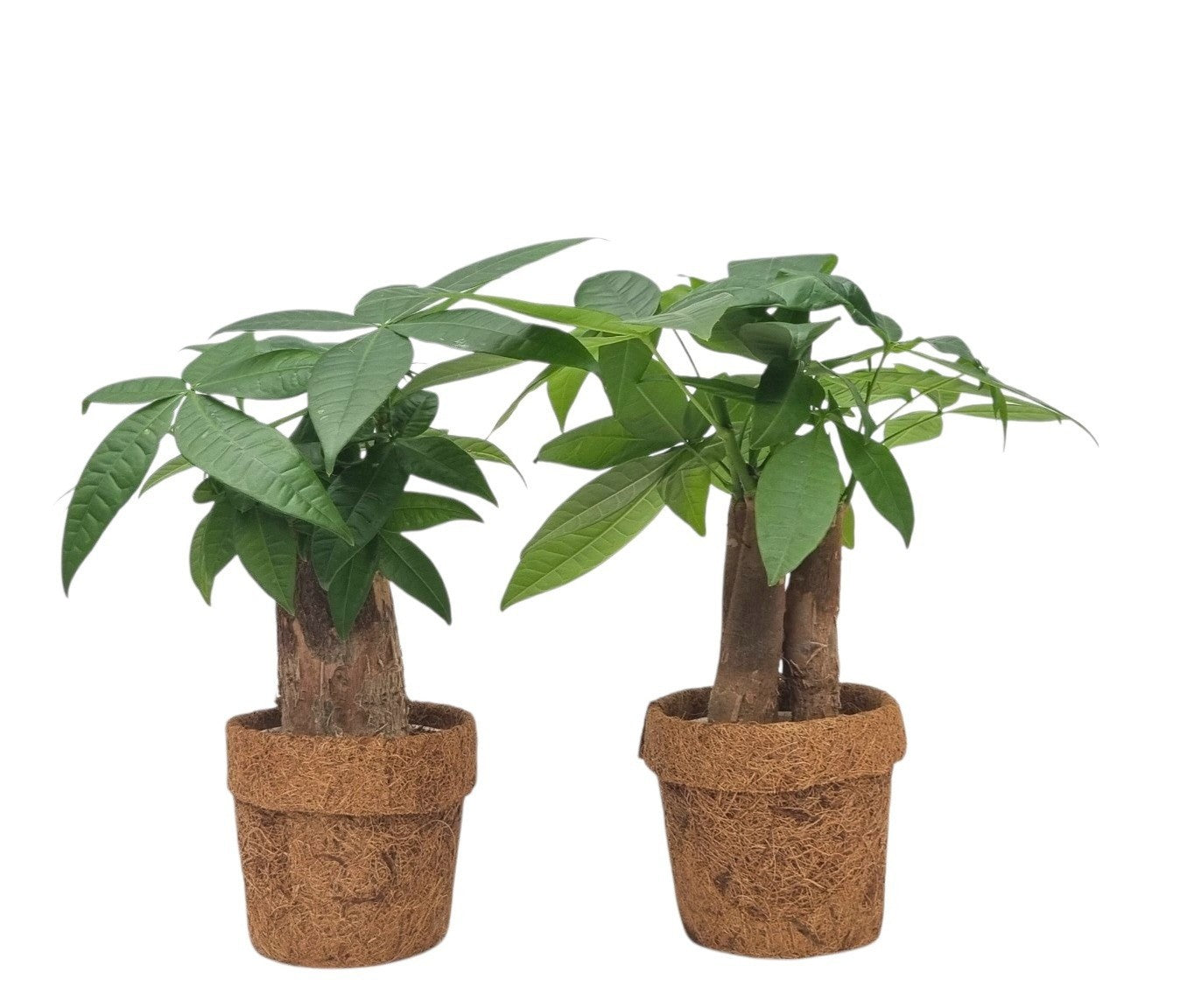 Pachira aquatica 25cm 10cm Pot