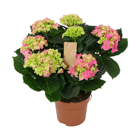 Hydrangea macrophylla pink 40cm 14cm Pot
