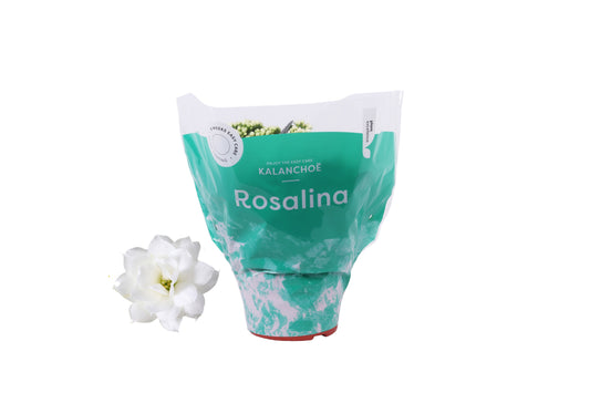 Kalanchoe Rosalina Don Dione 27cm 15cm Pot