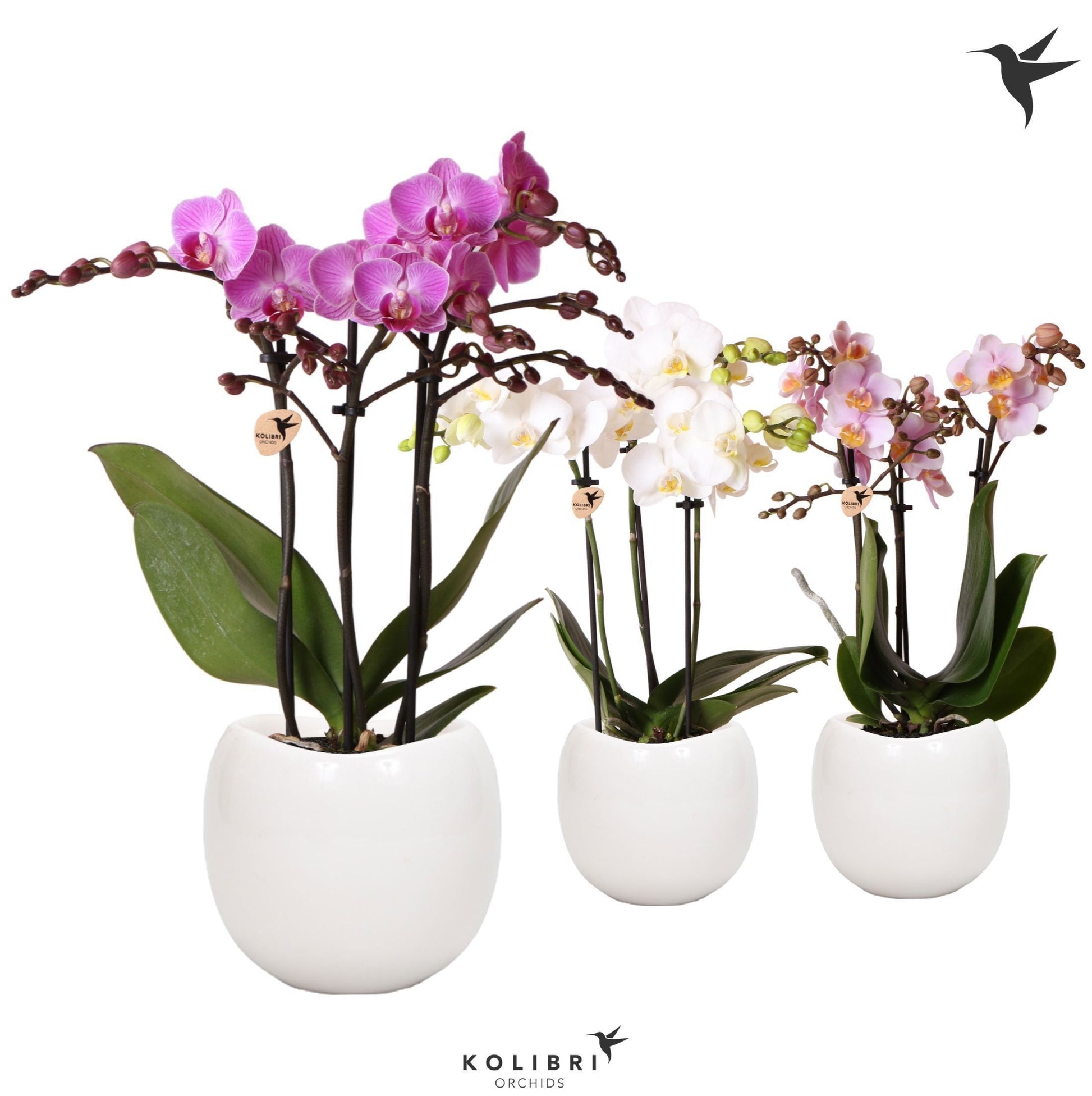 OK Plant Phalaenopsis mf. mix (+ drp.ceramic) Pack of 6