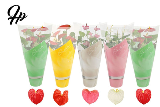 Anthurium mix 45cm 14cm Pot