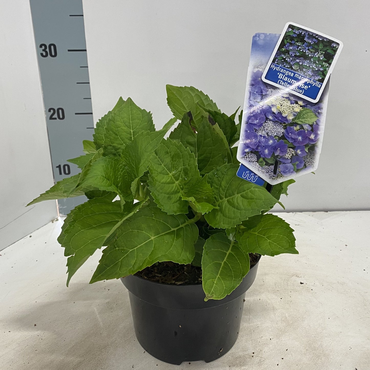 Hydrangea macr. Lacecap Blaumeise Blue 30cm 17cm Pot