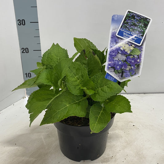 Hydrangea macr. Lacecap Blaumeise Blue 30cm 17cm Pot