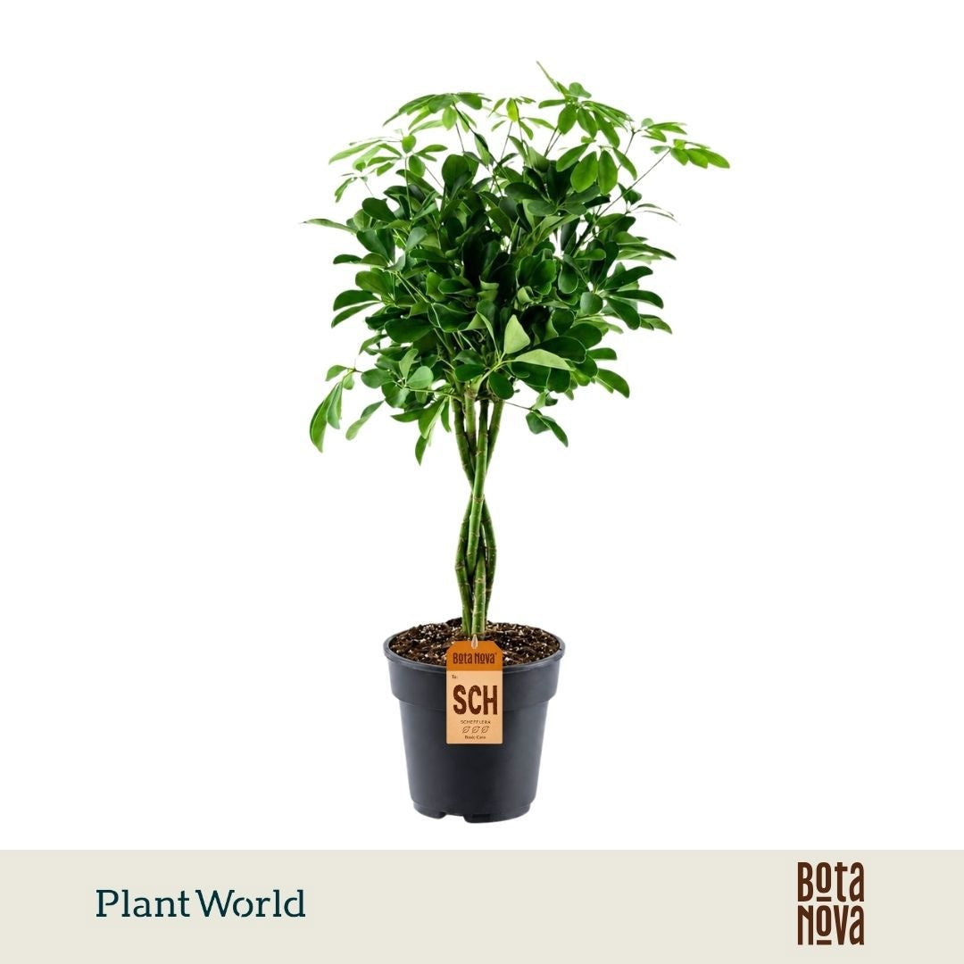 Plantworld Jogrow Schefflera Compacta Pack of 3