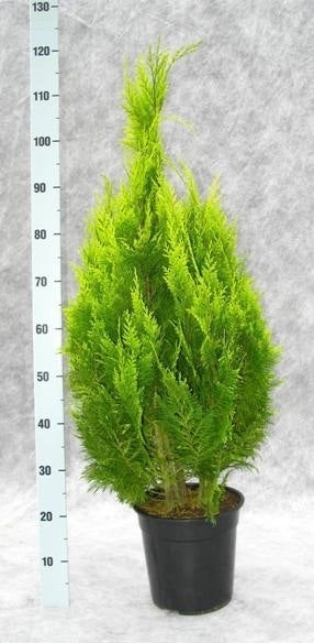 chamaecyparis-ivonne-120cm-24cm-pot