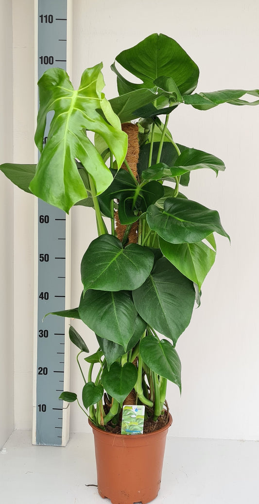 Monstera deliciosa 85cm 19cm Pot
