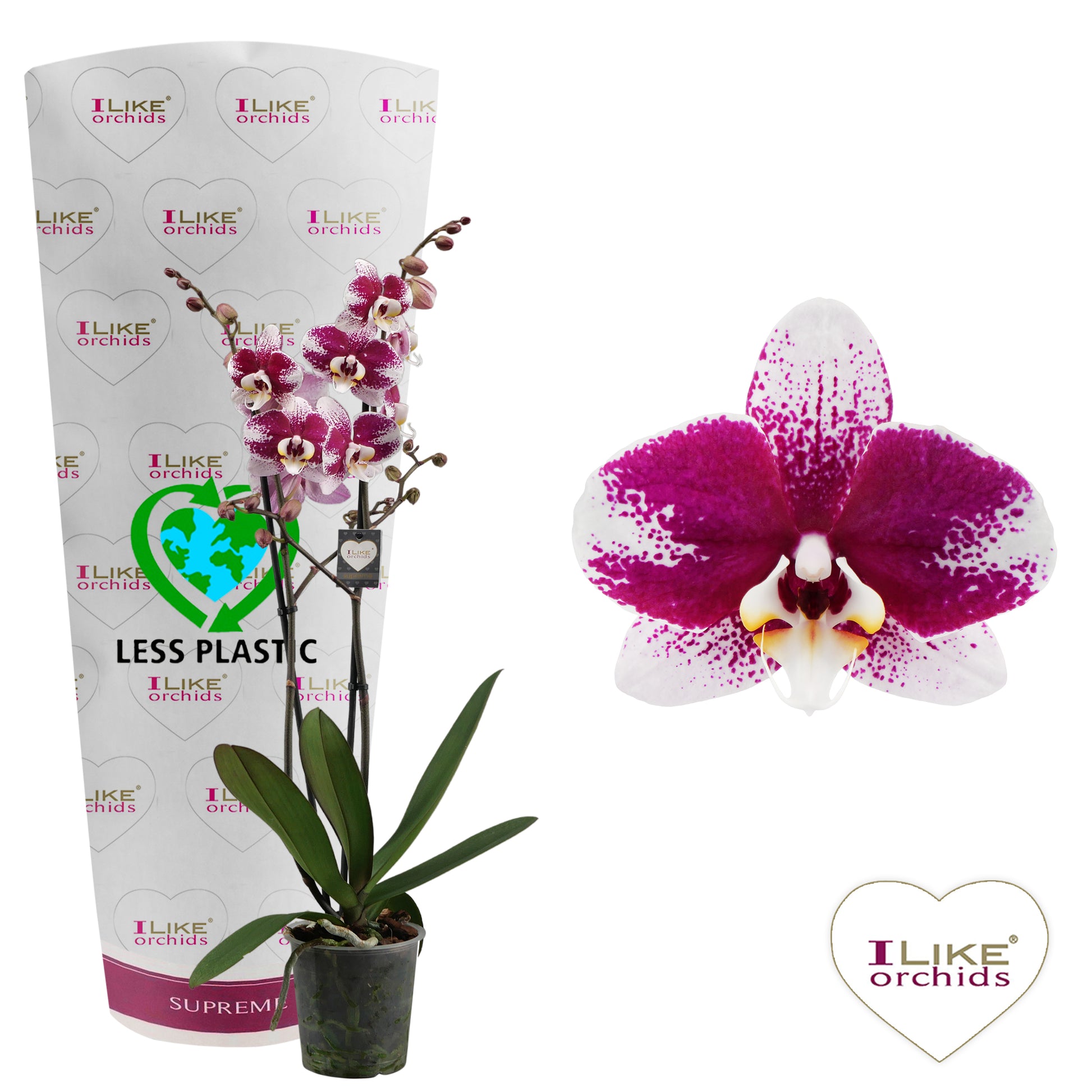Phalaenopsis Barcelona 75cm 12cm Pot