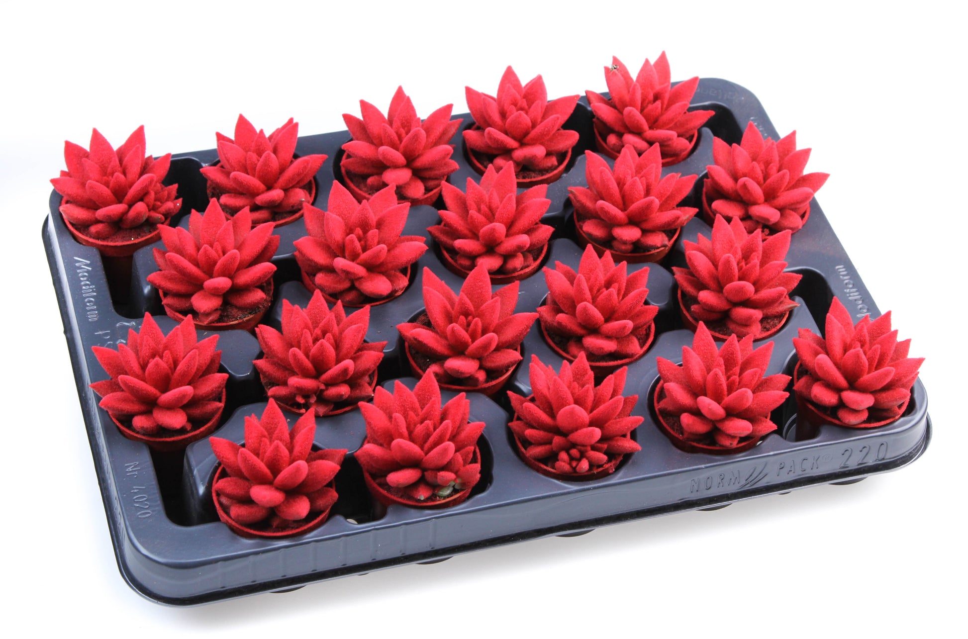 Euro Cactus Holland Bv Velvet red Pack of 20