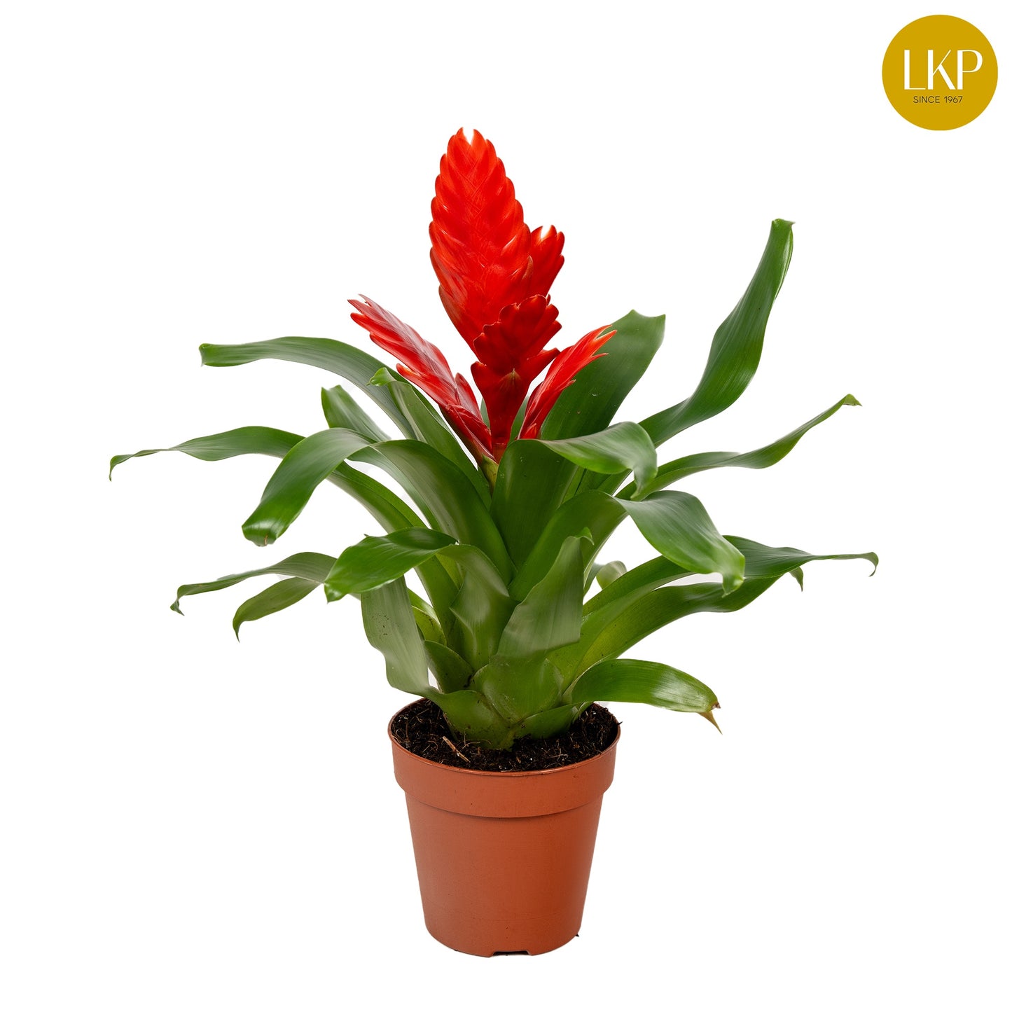 LKP plants Vriesea Kallisto Pack of 11
