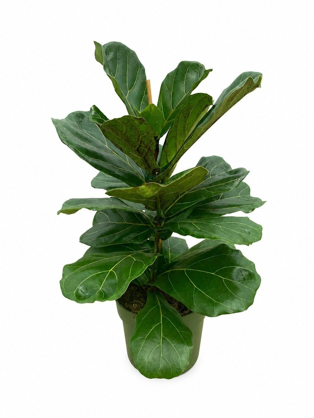 Ficus lyrata 70cm 21cm Pot