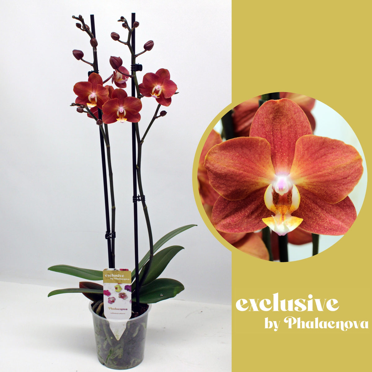 Phalaenopsis Horizon 55cm 12cm Pot
