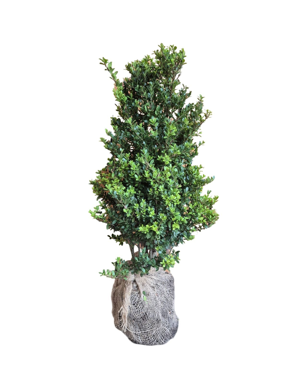 Ilex crenata Dark Green 100cm 2cm Pot