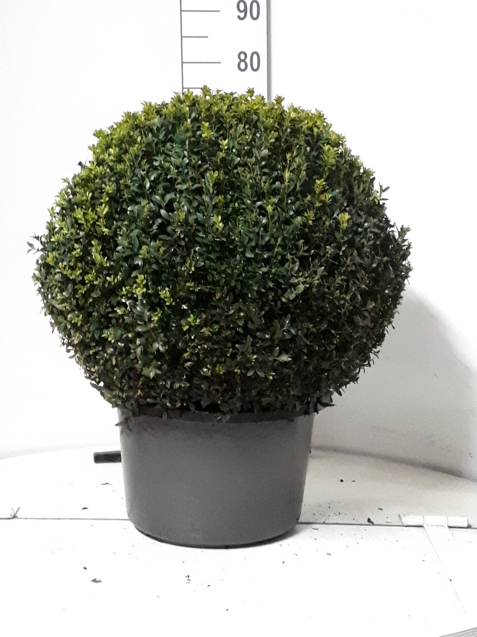 Buxus sempervirens ball 75cm 38cm Pot