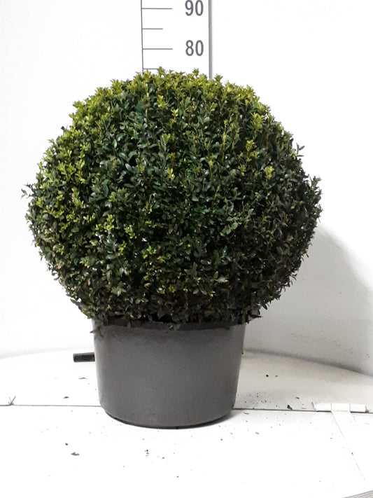 Buxus sempervirens ball 75cm 38cm Pot