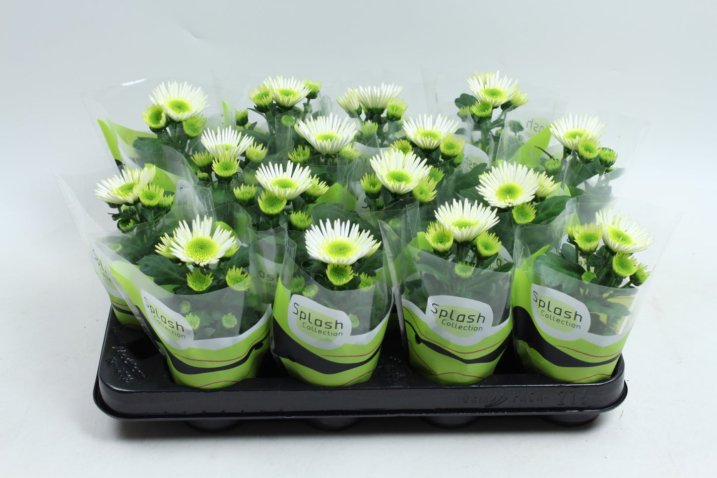 Chrysanthemum Splash Meadow 14cm 7cm Pot