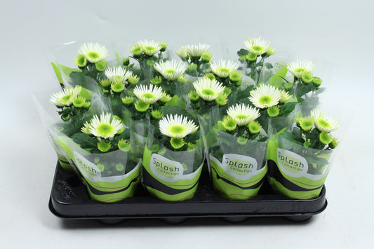 Chrysanthemum Splash Meadow 14cm 7cm Pot