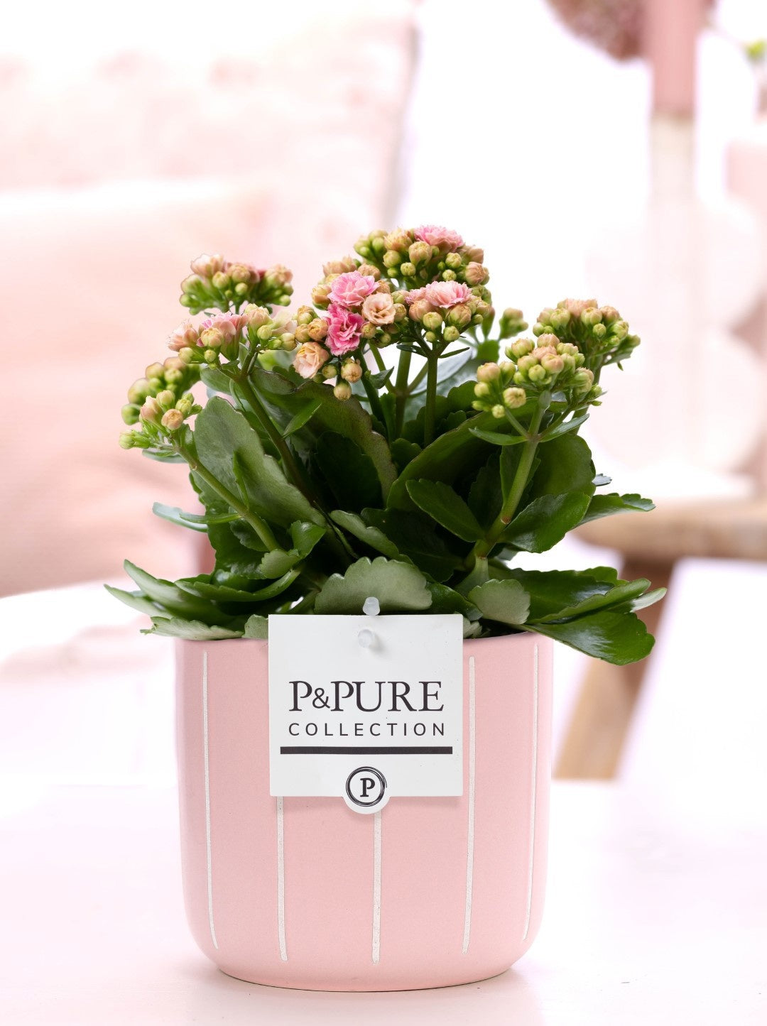 Kalanchoe Rosalina Don Alano 27cm 12cm Pot