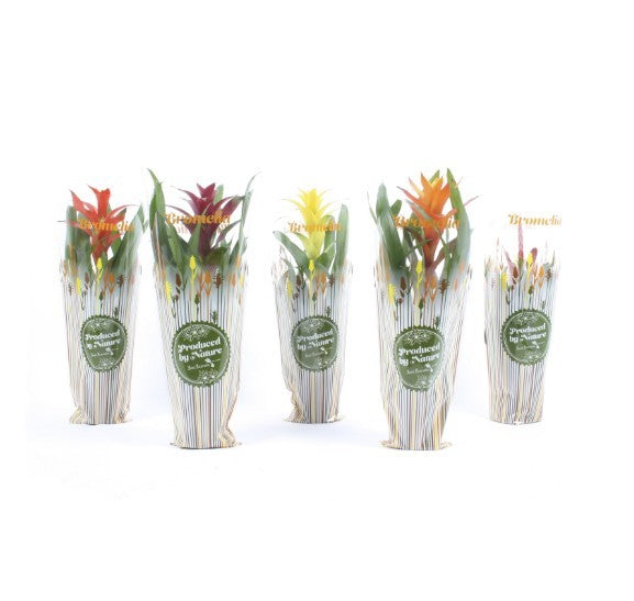 Bromelia mix 40cm 12cm Pot