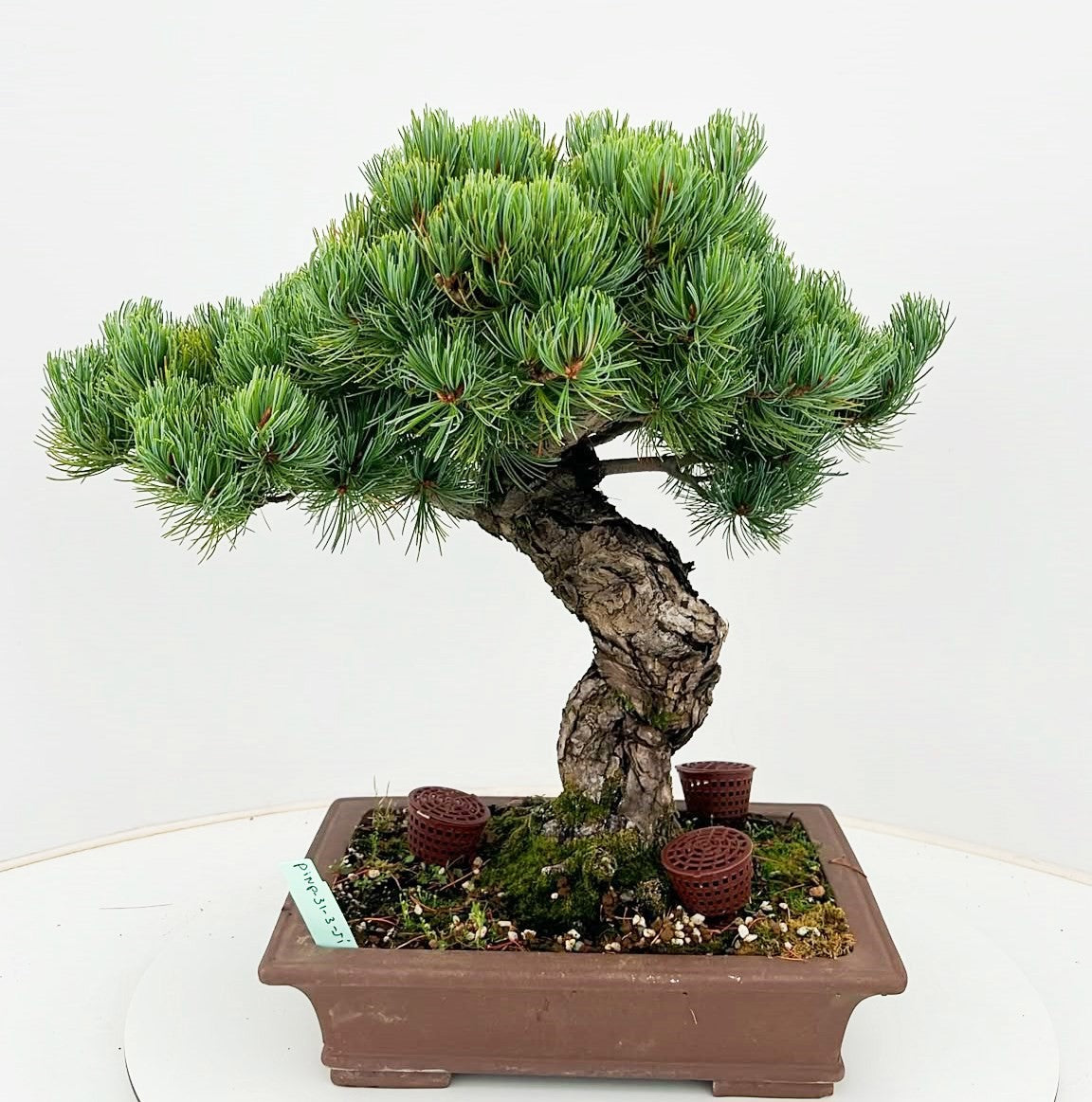 Pinus parviflora 50cm 31cm Pot