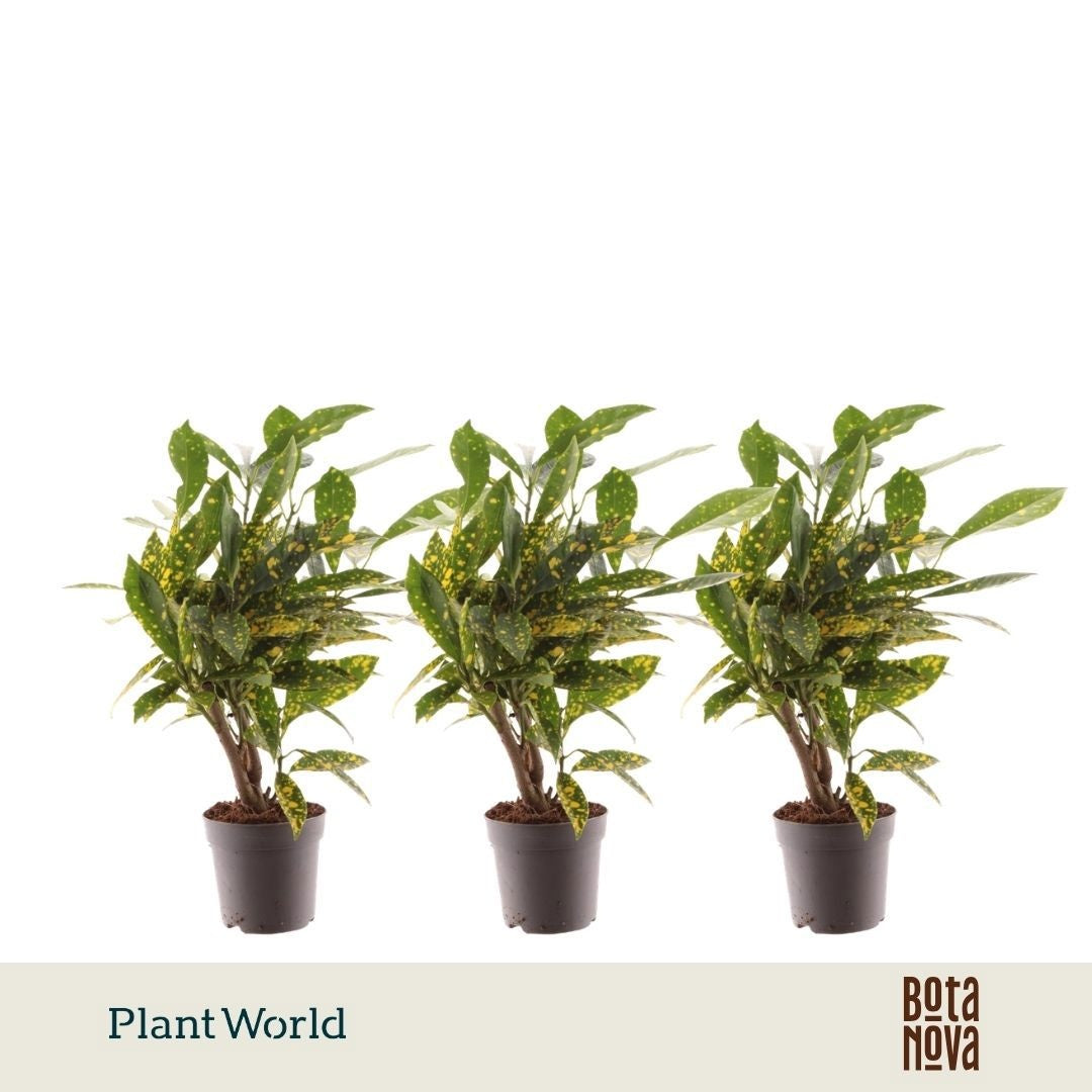 Plantworld Jogrow Codiaeum Gold Sun Pack of 16