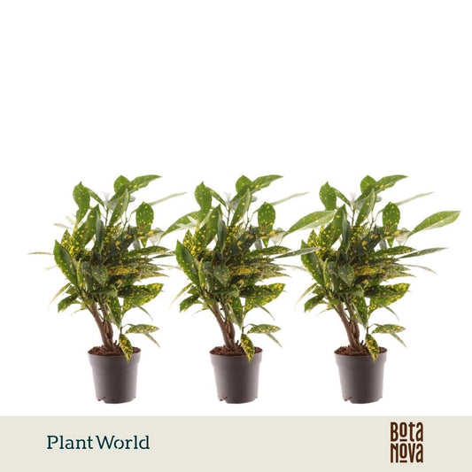 Codiaeum Gold Dust 20cm 7cm Pot