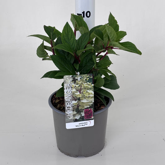 Hydrangea paniculata 25cm 19cm Pot