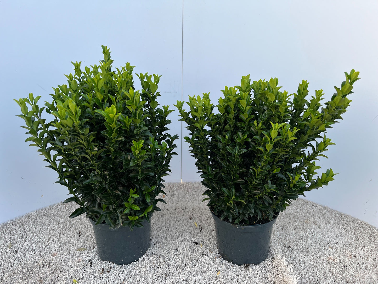 Euonymus Green Rocket 35cm 17cm Pot