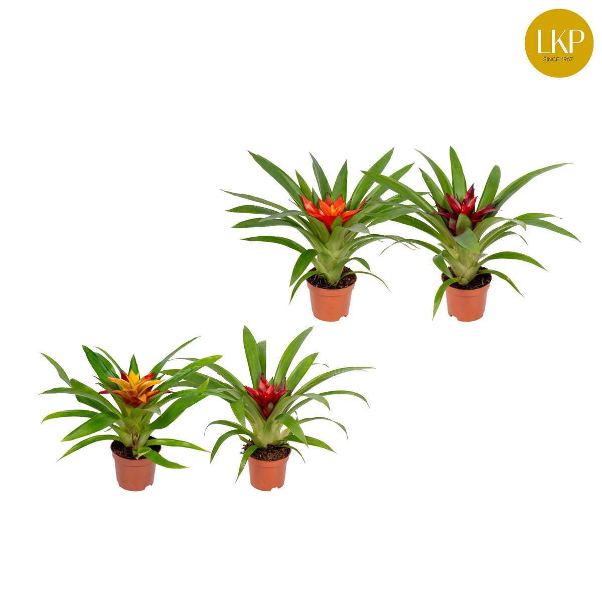 Guzmania mix 30cm 9cm Pot