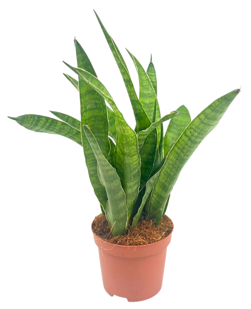 Sansevieria Zeylanica Greenline 25cm 9cm Pot