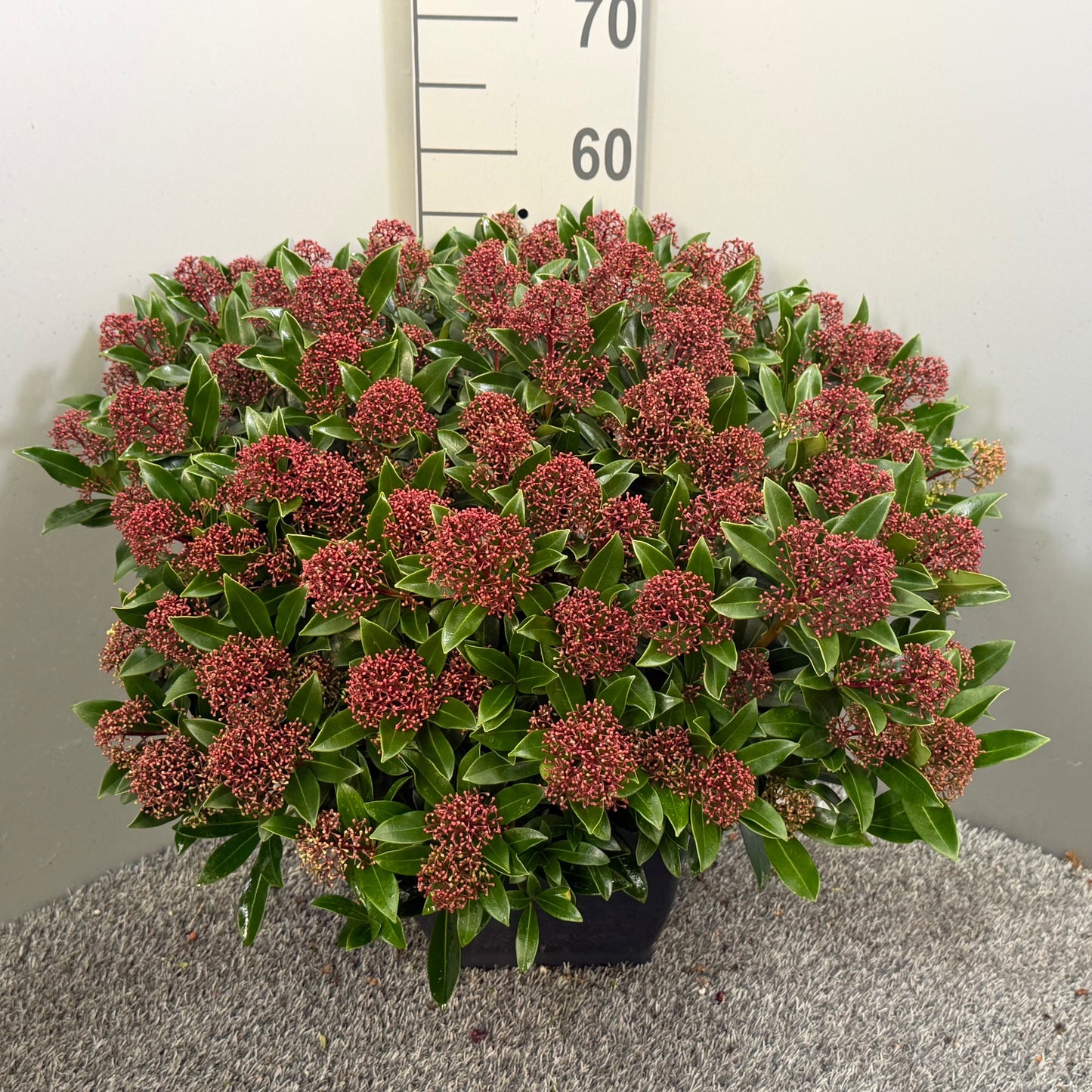 Skimmia japonica Cuba 60cm 26cm Pot
