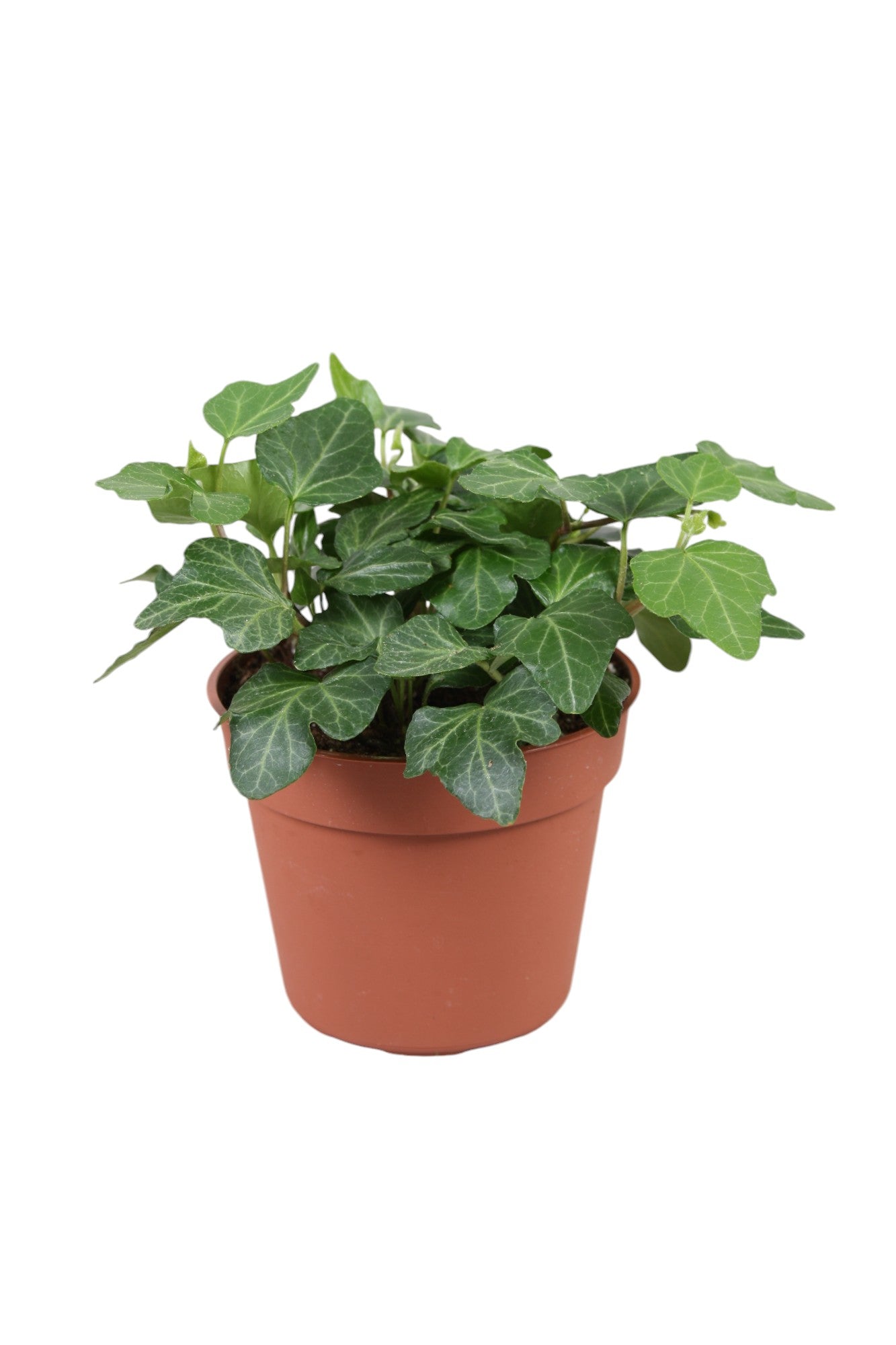 Vireo-Hedera plant BV Hedera helix Wonder Pack of 21