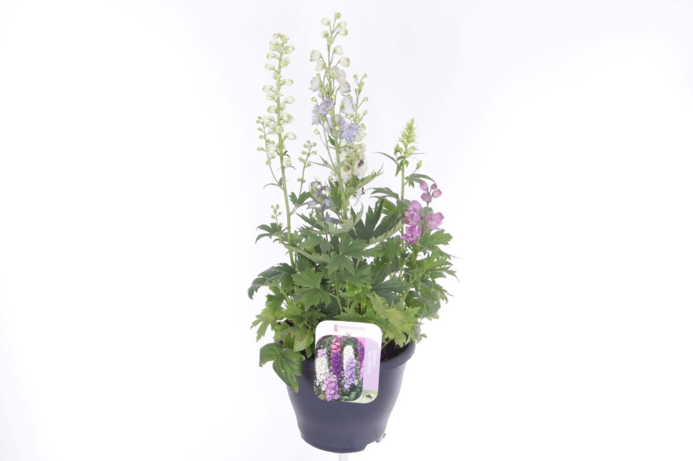 Delphinium mix 65cm 23cm Pot