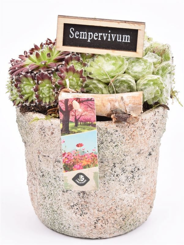 arr. Sempervivum 13cm Pot