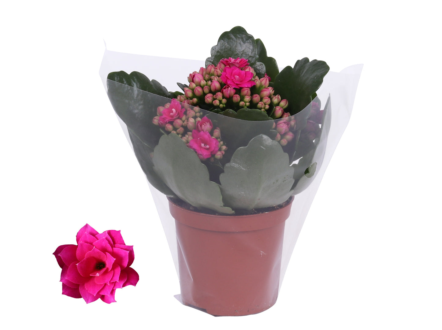 Kalanchoe Rosalina Don Victorio 15cm 7cm Pot