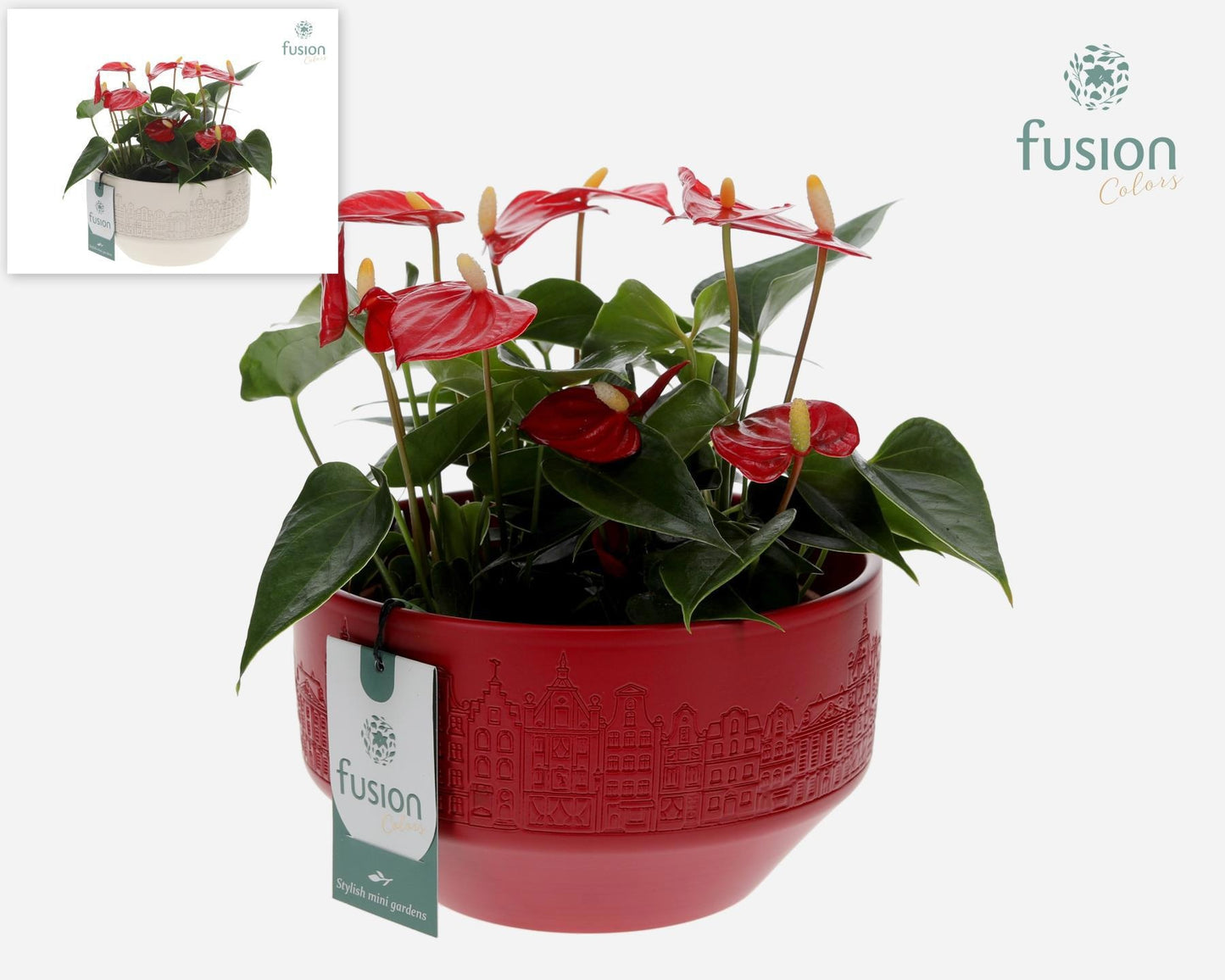 Fusioncolors BV Keramiek schaal Large met Anthurium Pack of 3