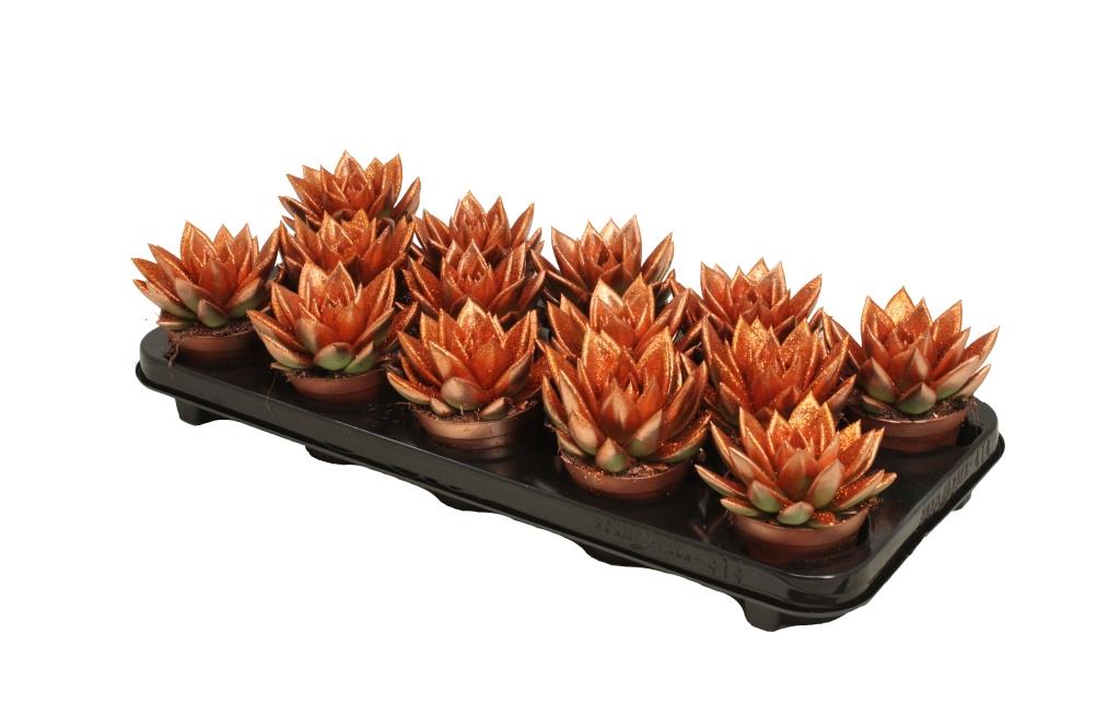 Echeveria Brown Rose 11cm 8.5cm Pot
