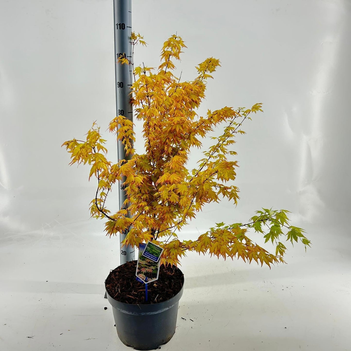 Acer Orange Dream 80cm 29cm Pot
